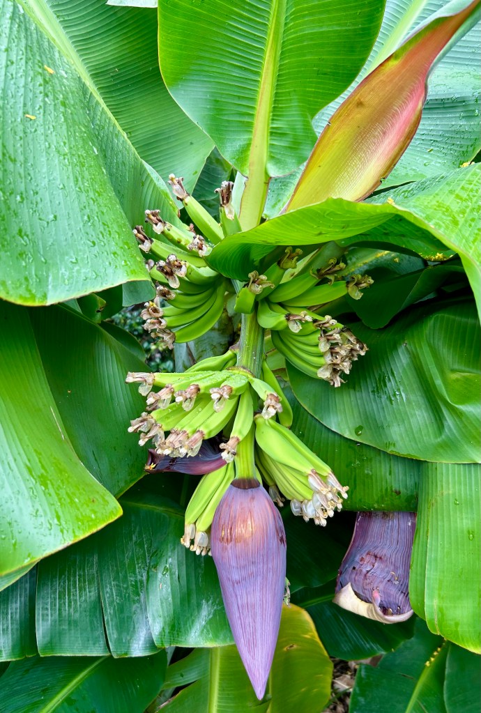 Close-up of a banana plant featuring a cluster of green bananas and a large purple bloom amid broad green leaves.