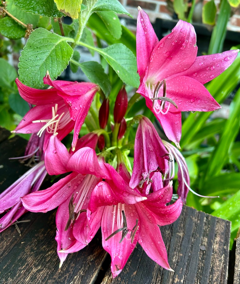 Belated Friday Farm&nbsp;Day