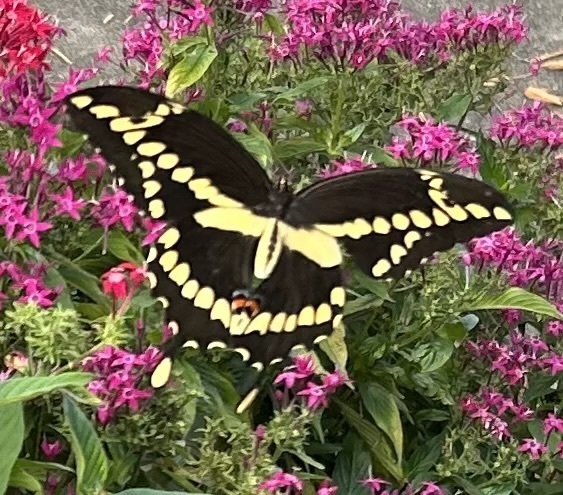 Chickens, Passion Fruit Flower, and Clumsy Weeding Incident – Backyard&nbsp;Highlights