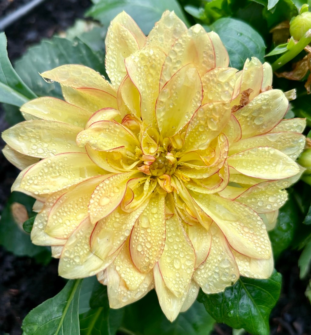 What’s Blooming in&nbsp;May