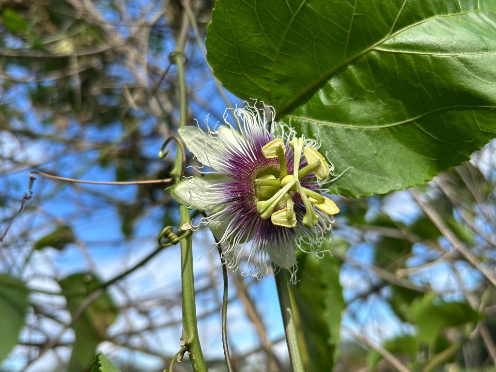 I Wrote a&nbsp;Memoir