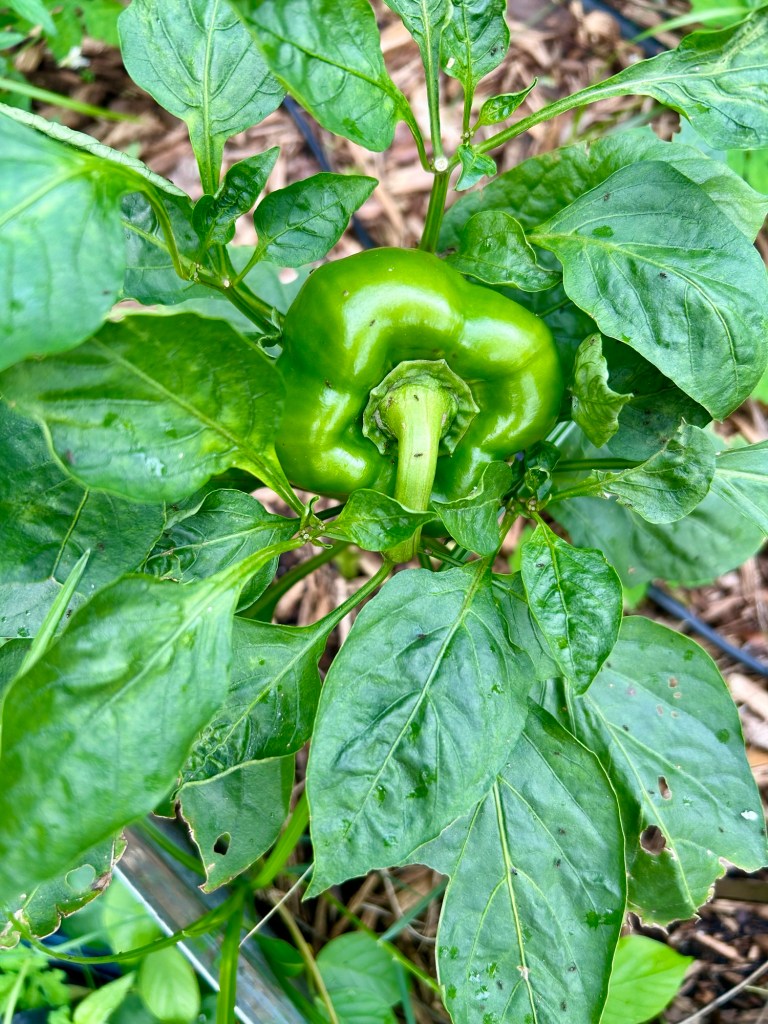 A close-up of a green bell pepper growing on a plant surrounded by lush green leaves.