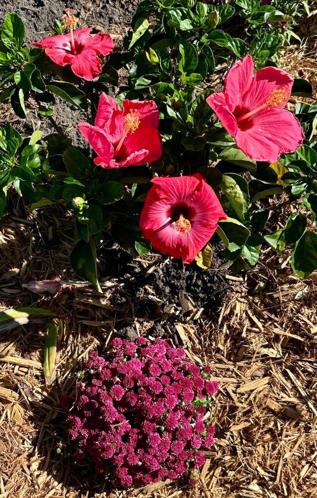 A vibrant display of red Hibiscus flowers surrounded by lush green leaves and a cluster of purple Mums at the bottom, set on a bed of mulch.
