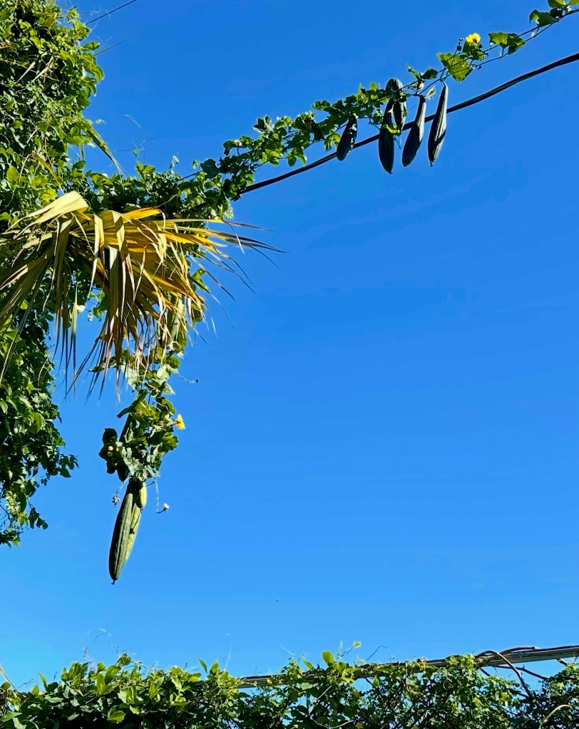 A view of a bright blue sky with several green loofah hanging from a vine against lush green foliage.