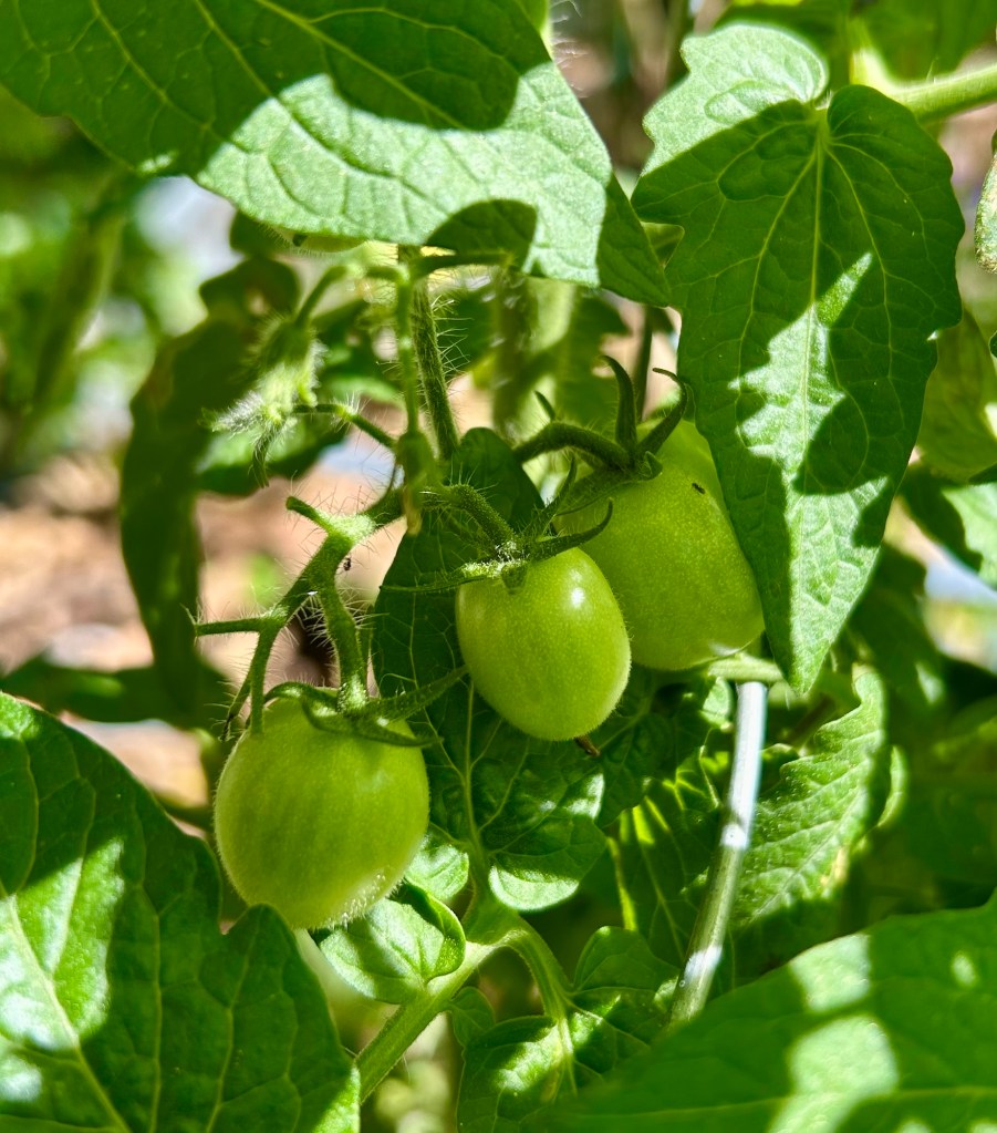 Green tomatoes growing on a vine surrounded by lush green leaves.