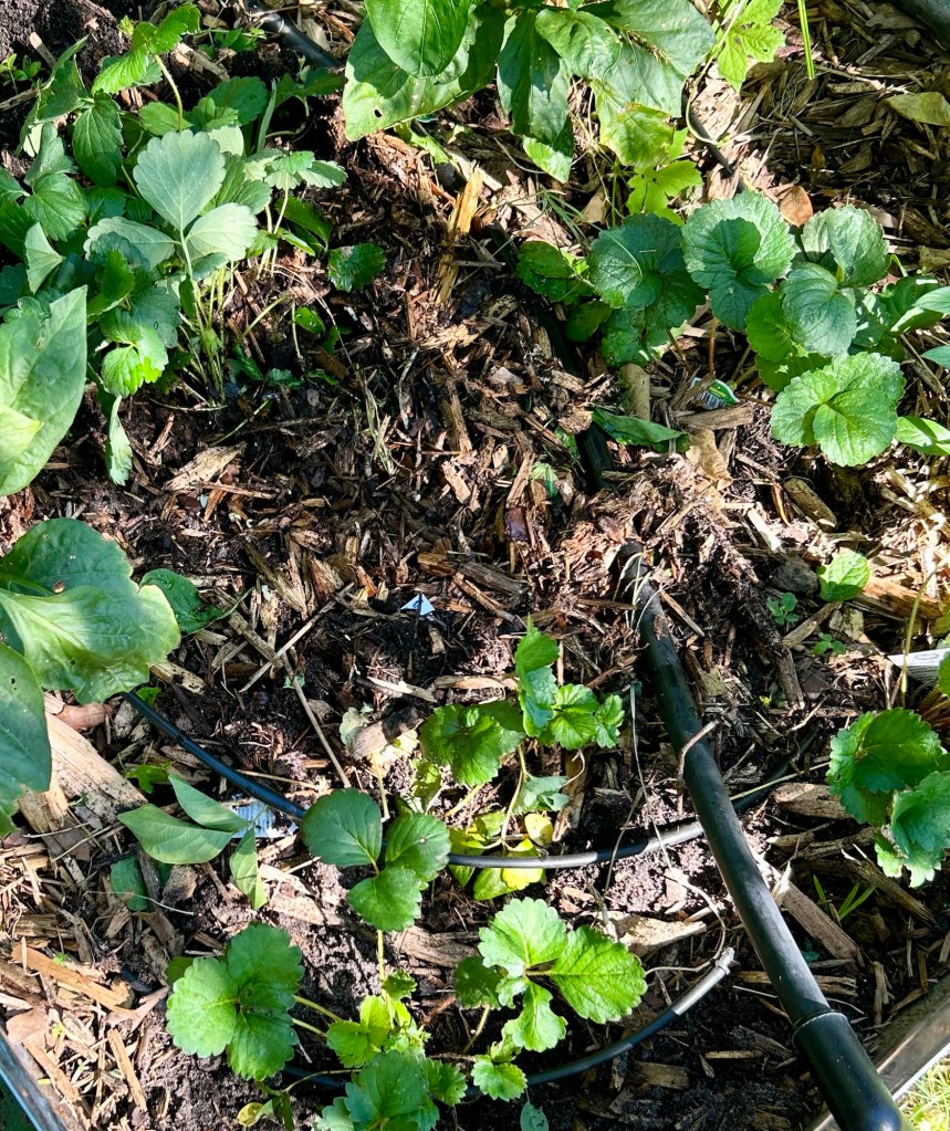 Overview of a garden bed with small green strawberry plants and mulch