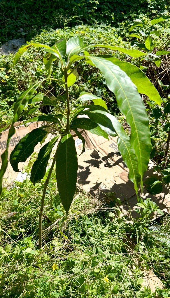 A young mango tree with green leaves standing among a background of various plants and grasses.