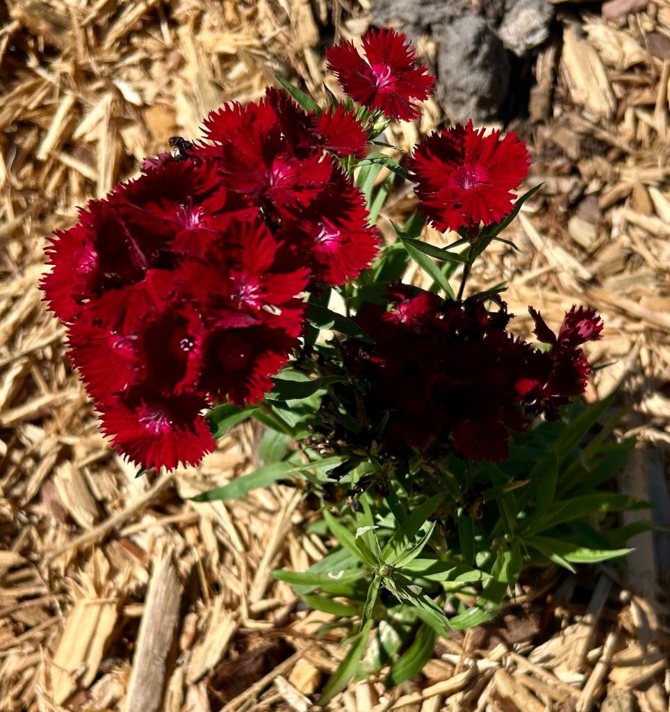Close-up of red Dianthus barbatus, also known as Sweet William, blooming amidst mulch in a garden.