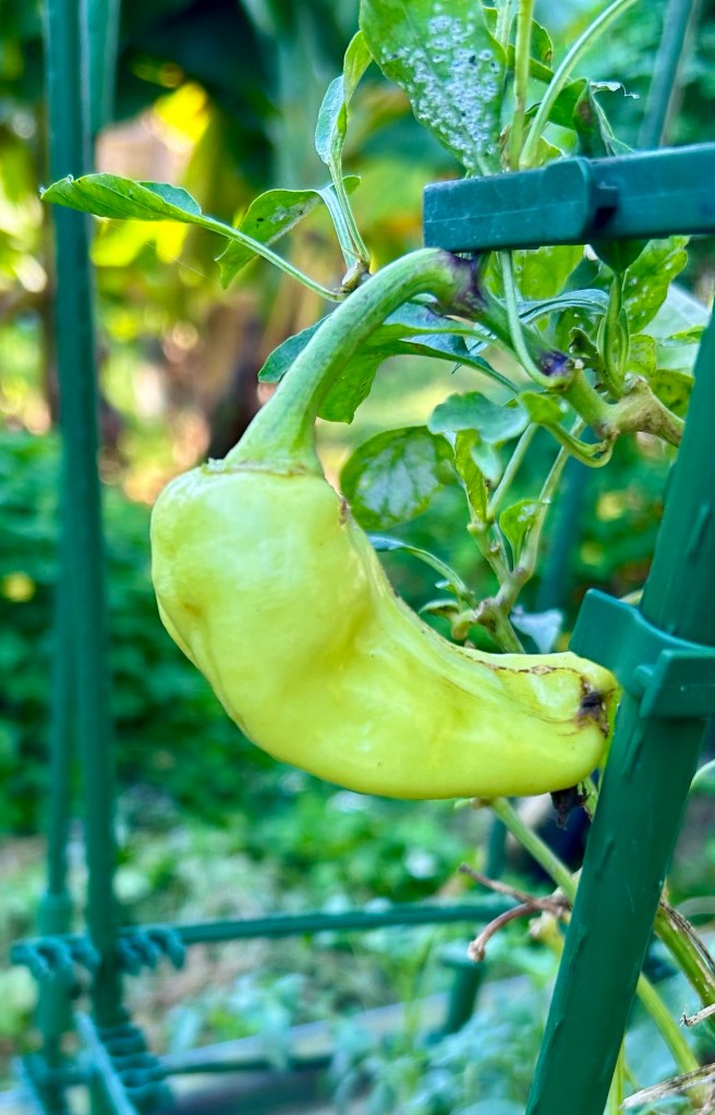 A young green Italian sweet pepper growing on a plant, supported by a trellis structure.
