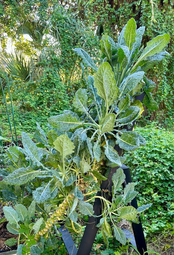 Lacinato Kale, also known as Dinosaur Kale, growing robustly in a garden setting with greenery in the background.