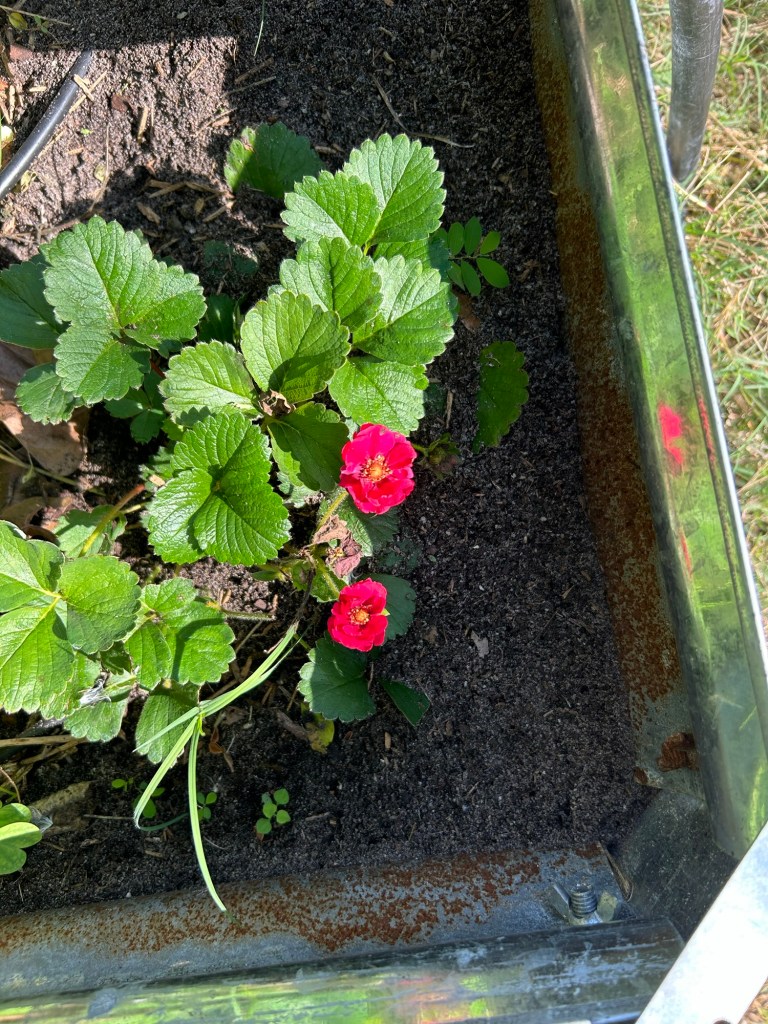 Red Strawberry Flowers