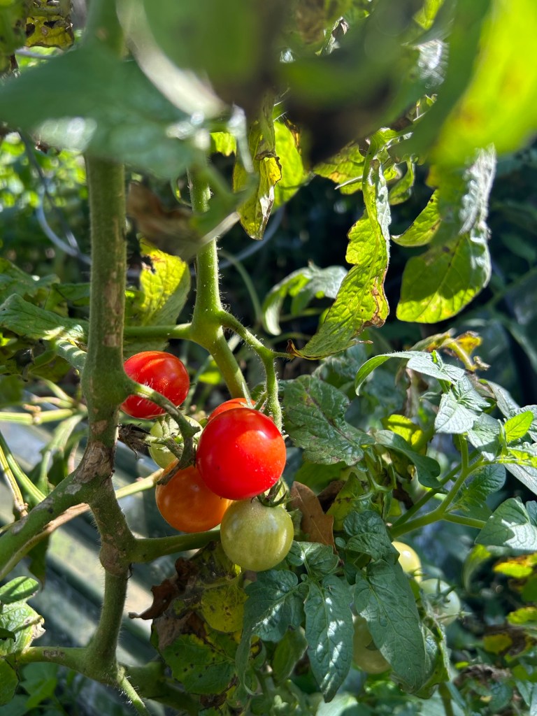 Cherry Tomatoes