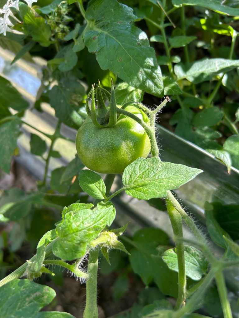 Green Tomatoe