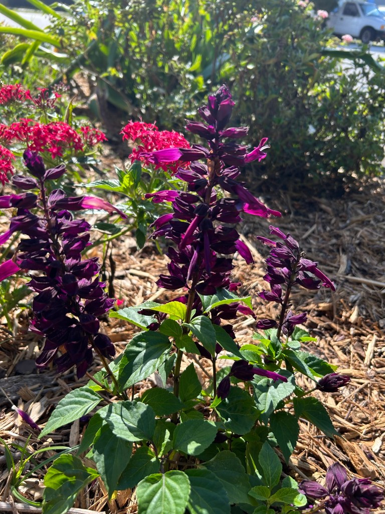 Grandstand Salvia