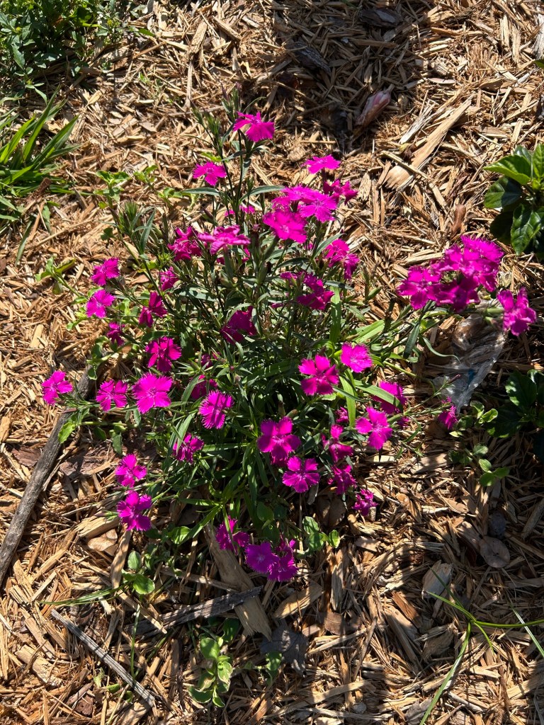 Japanese Pink Dianthus