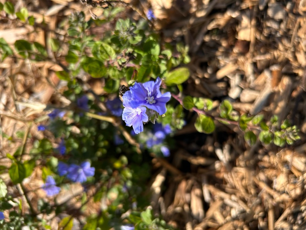 Blue Porterweed