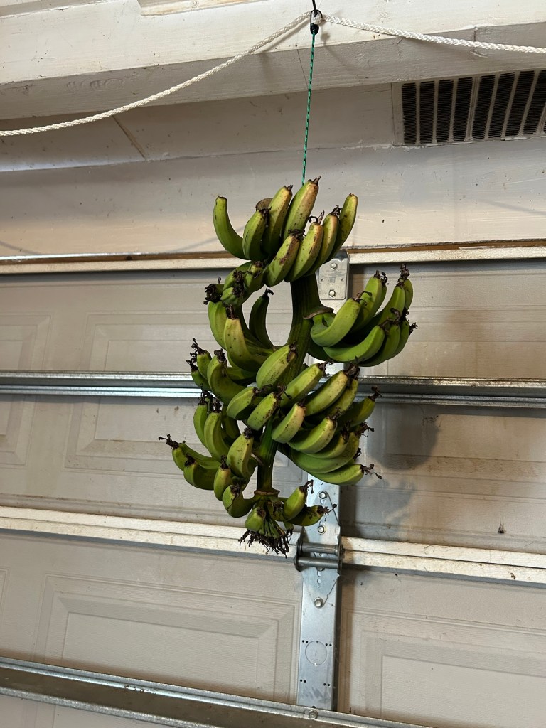 Dwarf Cavendish Banana